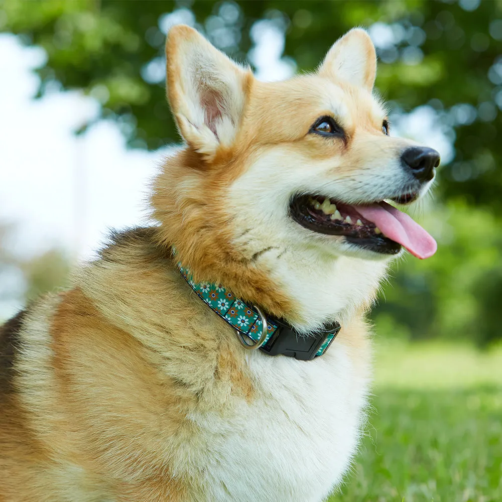 Sunset Harbor - Dog Collar