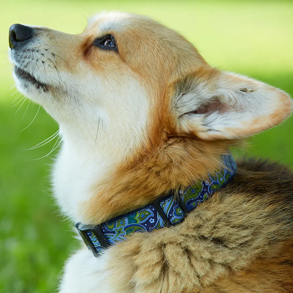 Treatsfield - Dog Collar